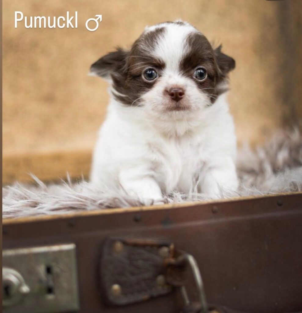 Pumuckl | Fotografin: Vanessa Radke - pfotenlichter.de