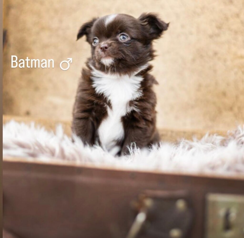 Batman | Fotografin: Vanessa Radke - pfotenlichter.de