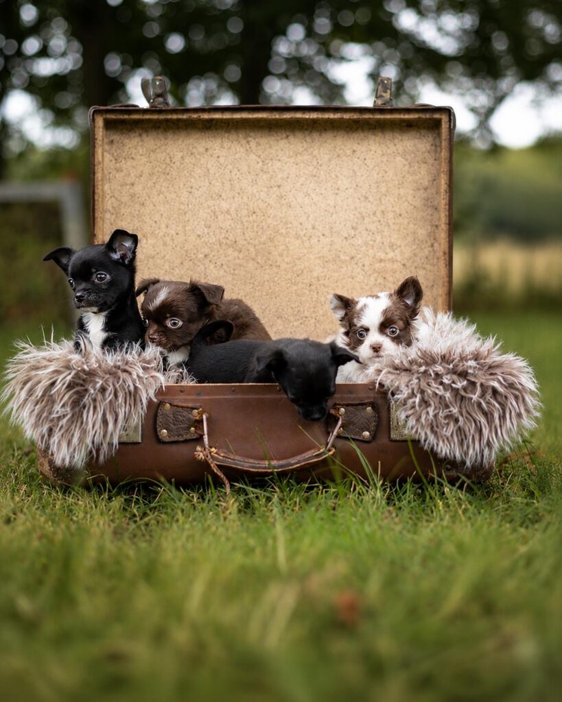 Chihuahuas | Fotografin: Vanessa Radke - pfotenlichter.de
